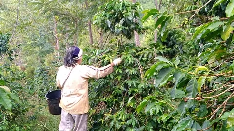 A female farmer Stock Footage 237804573