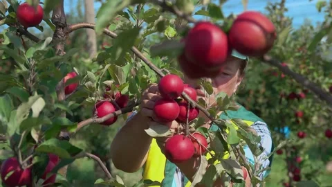 Female farmer inspecting apples on tree for ripeness Stock Footage 328093536