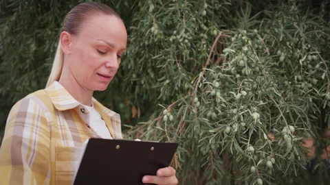 Female farmer inspecting an olive tree, checking the quality and ripeness o.. Stock Footage 346306247