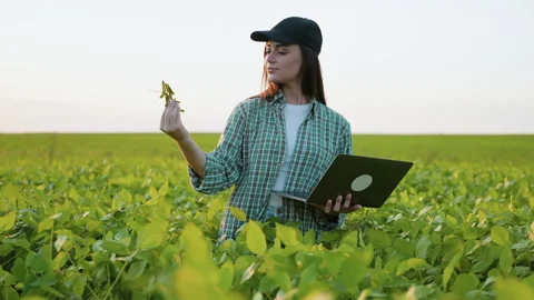 Female Farmer Inspecting Soybeans While Using Laptop in Field Stock Footage 288120894