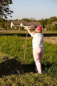 Female farmer leaning on a rake while harvesting hay in a field, rear view Stock Photos