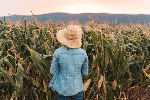 Female farmer looking at her corn crops at sunset Stock Photos