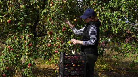 Female farmer picking apples from tree Stock Footage 141246894