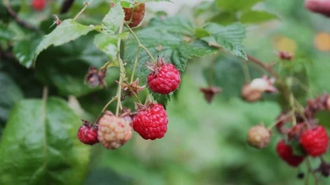 Female Farmer Picking Fresh Raspberry in Garden. Organic Farming and Agriculture Stock Footage 115660278