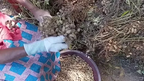 Female farmer picking raw peanuts from plant close up Видео 338184816