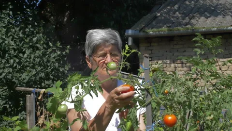 Female farmer picking tomato Stock Footage 138389772