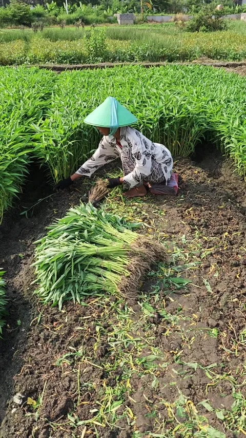 A female farmer is picking vegetables inside a farm Stock Footage 274402693