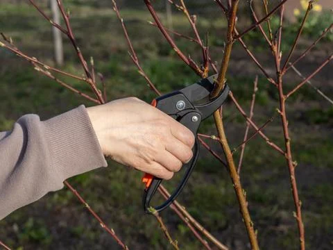 Female farmer with a pruner shearing the tips of the peach tree Stock Photos