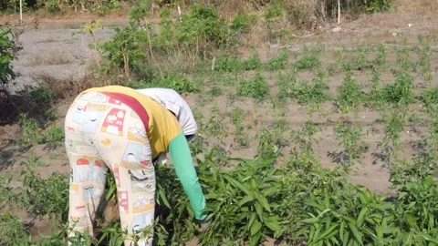 Female farmer pulling vegetables Stock Footage 250236823