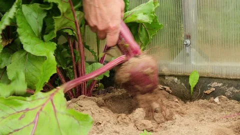 Female farmer pulls beetroot out of the soil close-up. Stock Footage 281728912