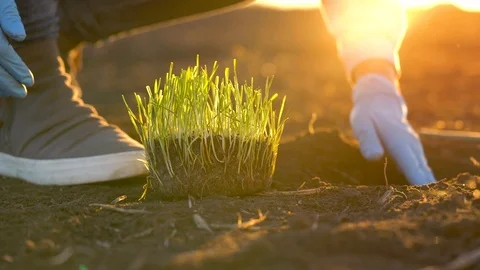 Female farmer puts a seedling prototype in the ground Stock Footage 99713187