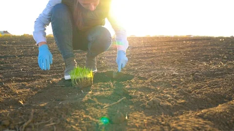 Female farmer puts a seedling prototype in the ground Stock Footage 99713254