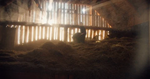A female farmer throwing hay for cows in a barn in slow motion in the sunset Stock Footage 129404560