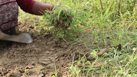 Female Farmer Using Hand Digging Trowel Known As Karanee, Pasa Or Khurpi Stock Footage 165700796