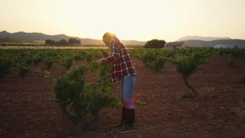 Female farmer using a smartphone while checking crops in the field. Smart f.. Stock Footage 341504086