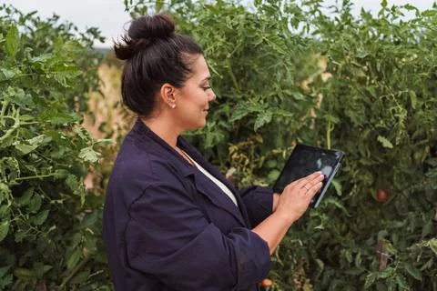 Female farmer using tablet in tomato plants field Stock Photos