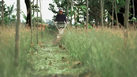 A female farmer is using a walk-behind lawn mower in the garden. Stock Footage 234956825