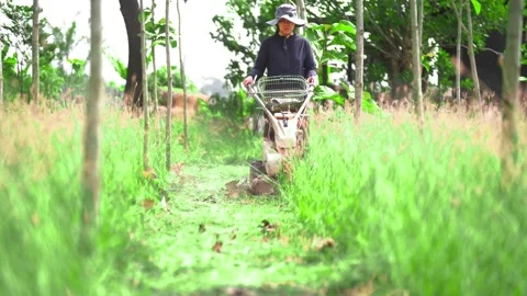 A female farmer is using a walk-behind lawn mower in the garden. Stock Footage 234956868