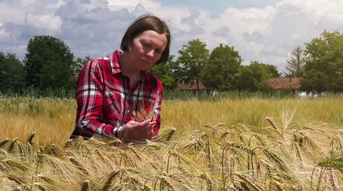 Female farmer in wheat field examining growth of cereal crops Stock Footage