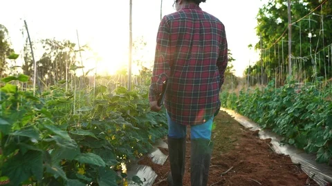 Female farmer is working in the field at sunset enjoying a tablet  库存影片 124784599