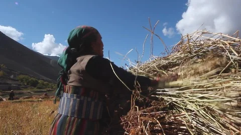 Female farmer wrapping large stack of hay readying for transport in Vídeos de archivo 105908493