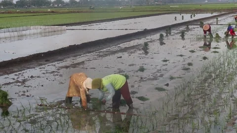 Female farmers in Java are planting rice. Stock Footage 164884605