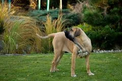 Brazilian Mastiff Or Fila Brasileiro Dog, 19 Months Old, In Front