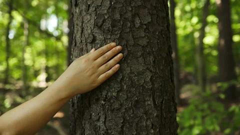 Female fingers gently touch tree bark covered in green lush moss. Saving planet Stock Footage 250852664