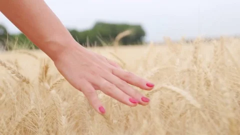 The female fingers touch wheat spikes slow morion Stock Footage
