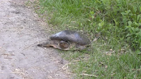  Female Florida Softshell Turtle Laying Eggs. Florida wildlife. Stock Footage 137216269