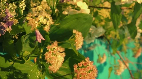 Female florists teamwork Stock Footage 77861167