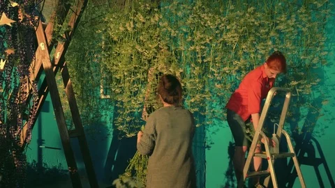 Female florists teamwork Stock Footage 77861527