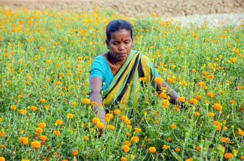 Female flower farmer at rural west bengal india Stock Photos