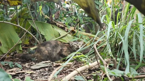 Female forest cat 動画素材 222712314