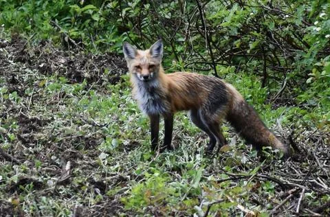 A female fox in spring Stock Photos