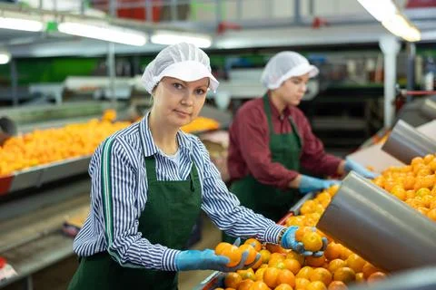 Female fruit factory worker checking tangerines on conveyor belt Stock Photos