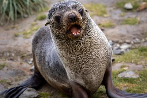 A female fur seal attacks the operator. Close-up. South Georgia. Stock Photos