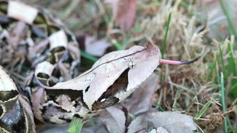 Female Gaboon Viper snake flicking tongue in Slow Motion Stock Footage 166329135