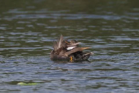 Female Gadwall, Mareca strepera, preening its plumage Stock Photos