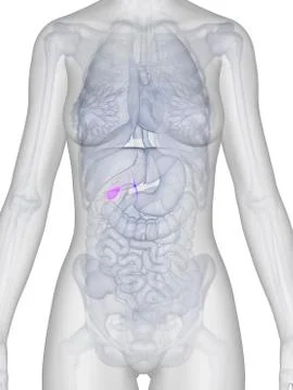 Female gall bladder, artwork Stock Illustration