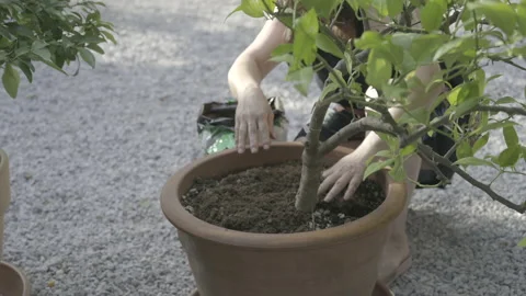 Female gardener adding fresh soil to a lemon tree in her backyard Stock Footage 157938976