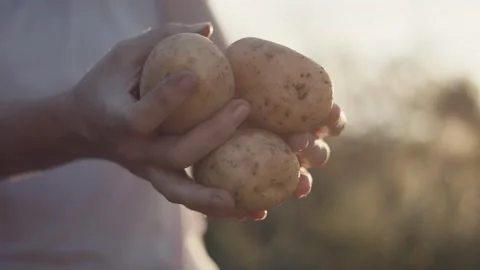 Female gardener or farmer show harvest potato in evening light flare golden hour Stock Footage