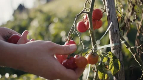 Female gardener pick ripe cherry tomato in organic garden beautiful light Stock Footage 138077997