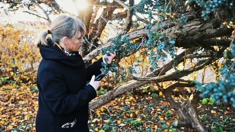 Female gardener prunes tree with sharp pruning scissors Stock Footage 98556518