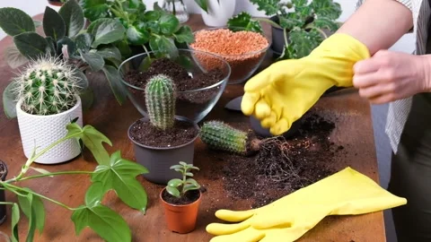 Female gardener puting on yellow work gloves to plant cactus into new flowerpot Stock Footage 232429156