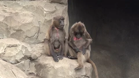 Female gelada monkeys (Theropithecus gelada), in a zoo setting in the UK. Stock Footage 167259286