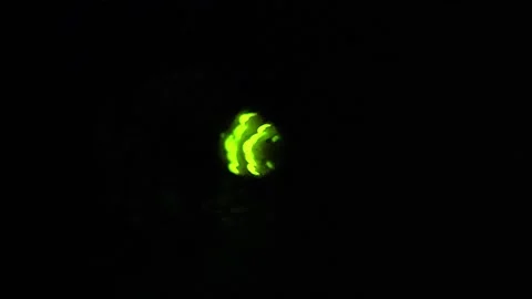 Female Glow Worm displaying Stock Footage 254245912