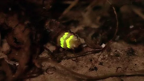 Female Glow Worm displaying plus reveal Stock Footage 254246523
