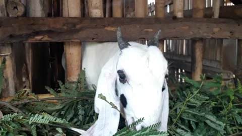 Female goat Stock Footage 203432150