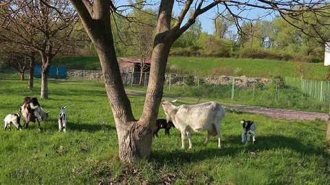 Female goats and their kids. Kids playing Stock Footage